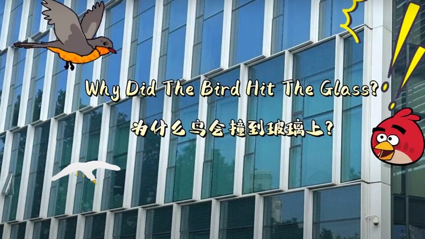 Kunxing Glass ---- Why Did The Bird Hit The Glass？